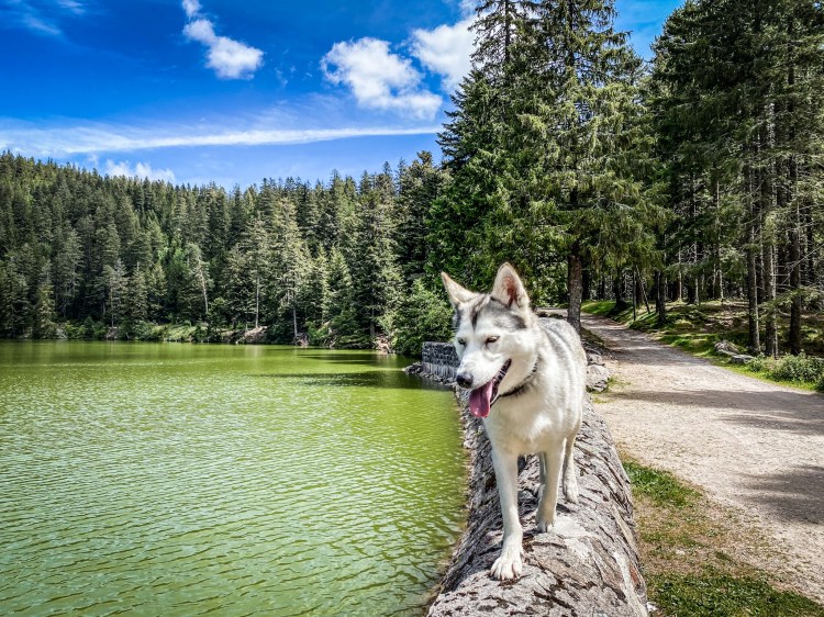 Oka se balade au Lac Vert, dans le massif des Vosges / Crédit photo - Pierrick Aubert