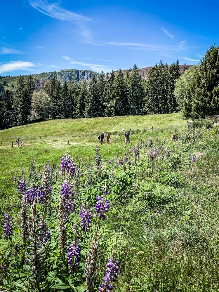 Les "alpages" vosgiens / Crédit photo - Pierrick Aubert