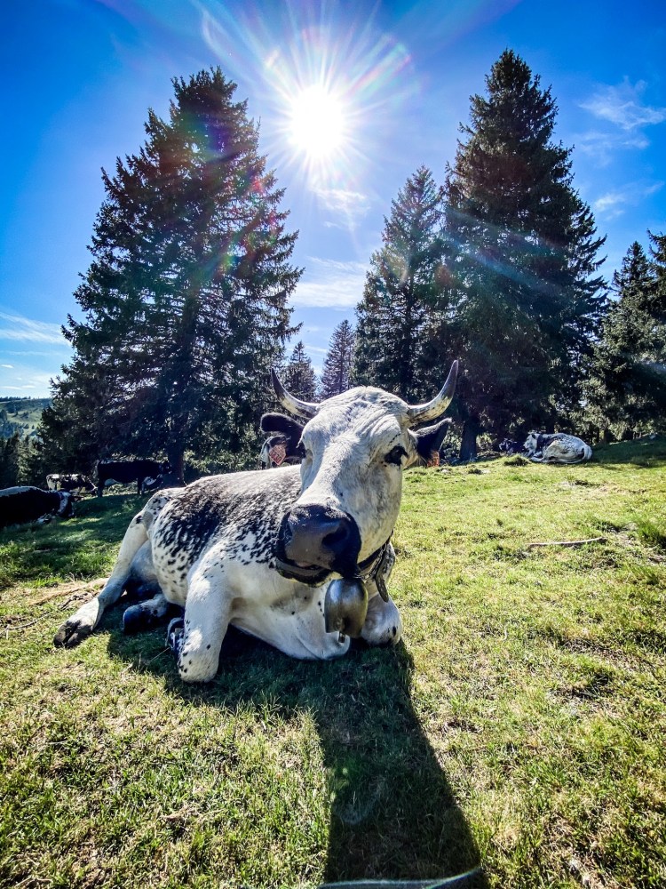 Une belle habitante (vache) qui profite des bords du lac des Truites / Crédit photo - Pierrick Aubert