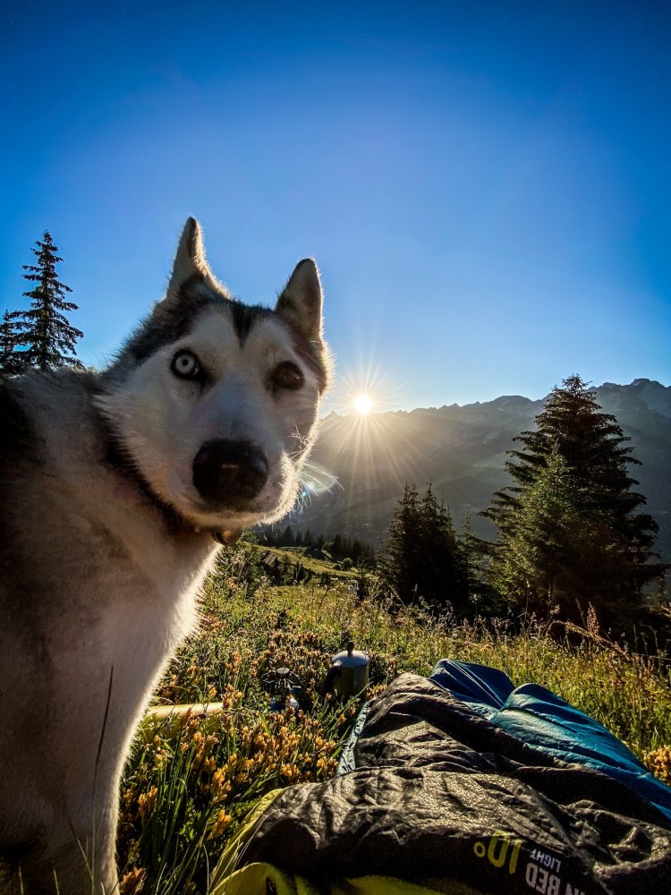 Les husky aussi ont une drôle de tête au réveil